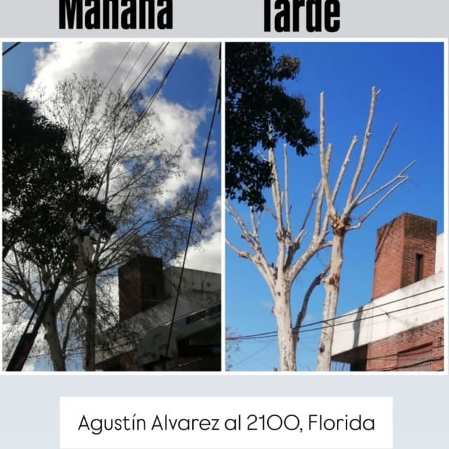Defensa del arbolado Vicente Lopez